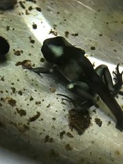 Dendrobates auratus