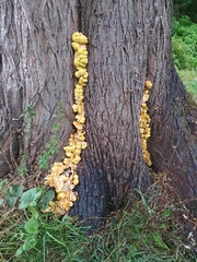 Laetiporus sulphureus