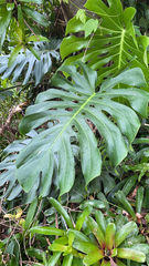 Monstera deliciosa
