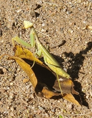 Schizomantodea