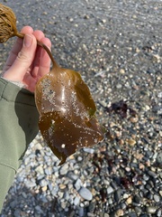 Laminariaceae