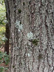 Lecanora thysanophora