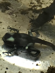 Dendrobates auratus