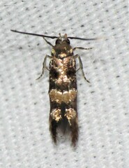 Stilbosis tesquella