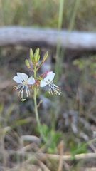 Oenothera gaura