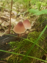 Mycena sanguinolenta