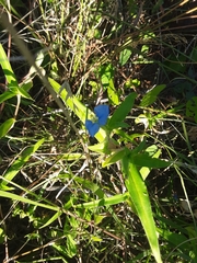 Commelina erecta