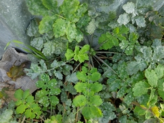 Erysiphe macleayae