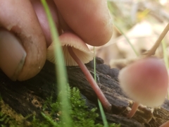 Mycena sanguinolenta