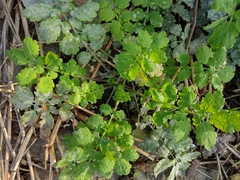 Erysiphe macleayae
