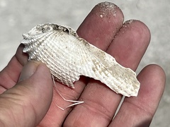 Cyrtopleura costata
