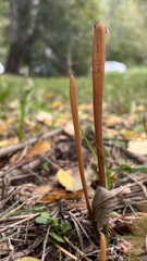 Macrotyphula fistulosa