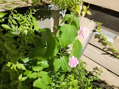 Lantana × strigocamara