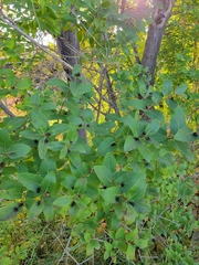 Lonicera tatarica