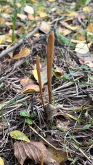 Macrotyphula fistulosa