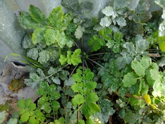 Erysiphe macleayae
