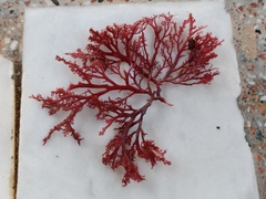 Sphaerococcus coronopifolius