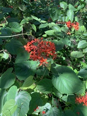 Clerodendrum