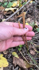 Macrotyphula fistulosa