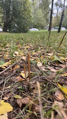 Macrotyphula fistulosa