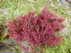 Sphaerococcus coronopifolius