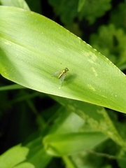 Condylostylus caudatus