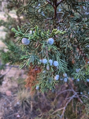 Juniperus osteosperma