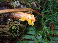 Dacrymycetaceae