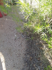 Baccharis neglecta