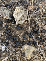 Capreolus capreolus