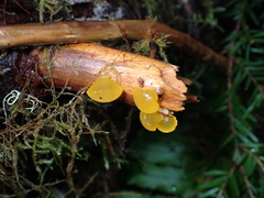 Dacrymycetaceae