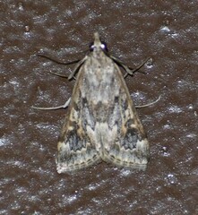 Loxostege allectalis