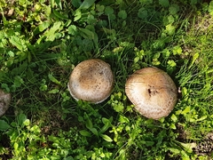 Agaricus bisporus