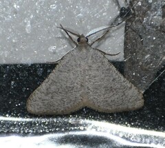 Taeniogramma mendicata