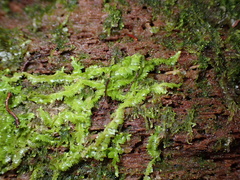 Jungermanniales