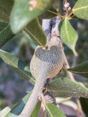 Callirhytis quercusbatatoides