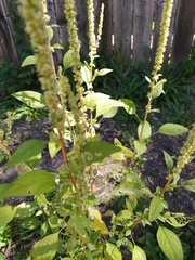 Amaranthus spinosus