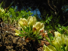 Chamaecytisus hirsutus