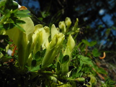 Chamaecytisus hirsutus