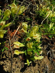 Chamaecytisus hirsutus