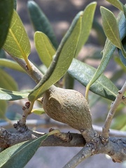 Callirhytis quercusbatatoides
