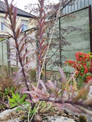 Linaria purpurea