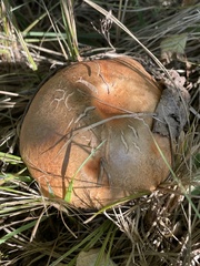 Leccinum insigne