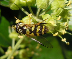 Dasysyrphus