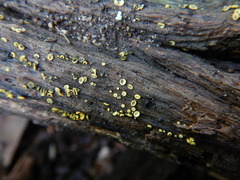 Chlorosplenium