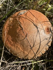 Leccinum insigne