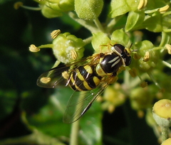 Dasysyrphus
