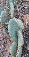Opuntia aurea