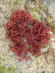 Sphaerococcus coronopifolius