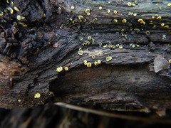 Chlorosplenium